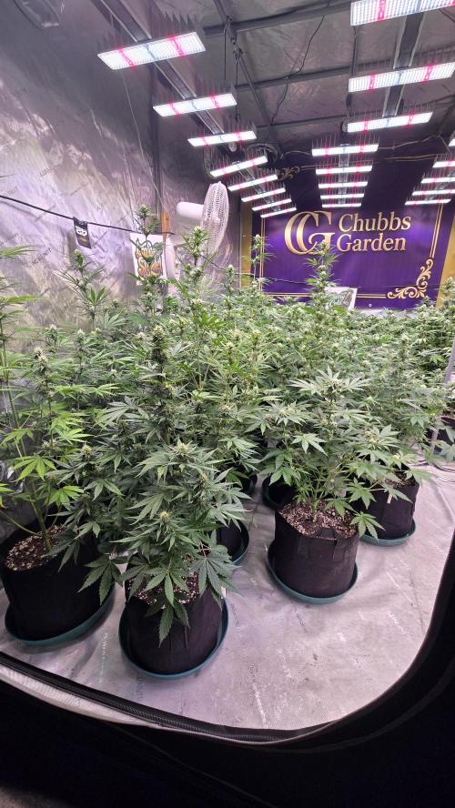 AppleStrudelAuto. Week 6