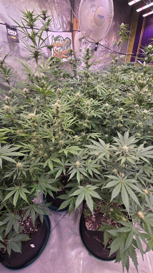 AppleStrudelAuto. Week 6