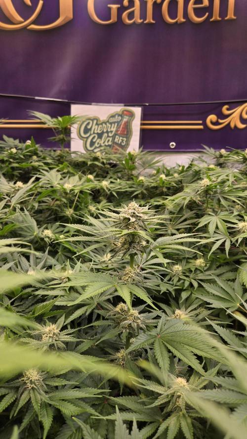 CherryColaAuto (RF3). Week 6