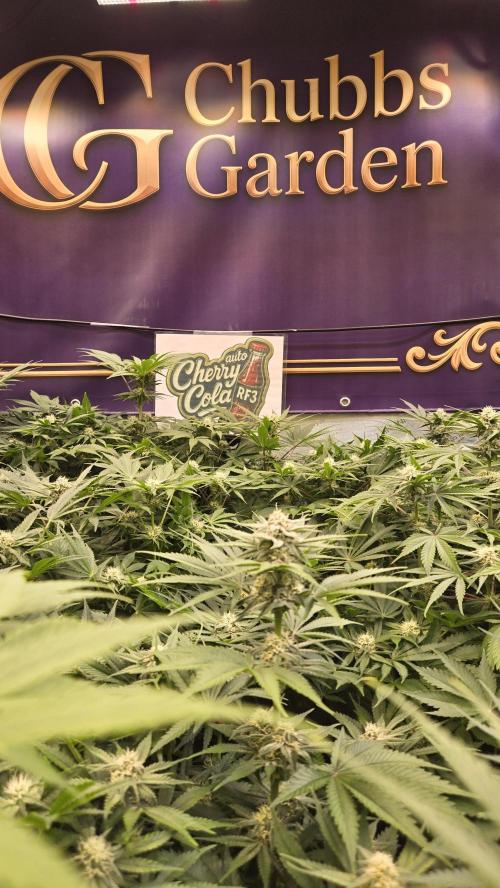 CherryColaAuto (RF3). Week 6