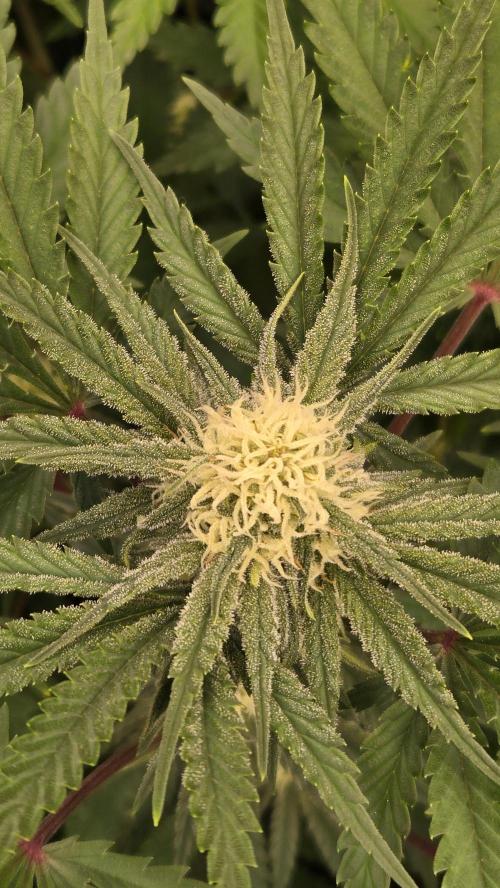 CherryColaAuto (RF3). Week 6