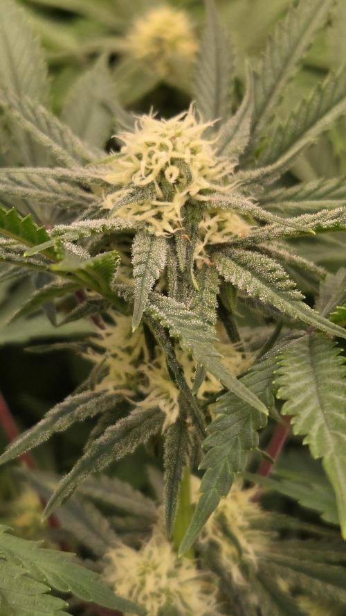 CherryColaAuto (RF3). Week 6