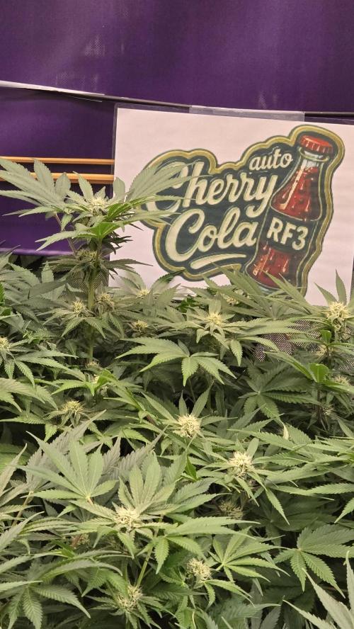 CherryColaAuto (RF3). Week 6