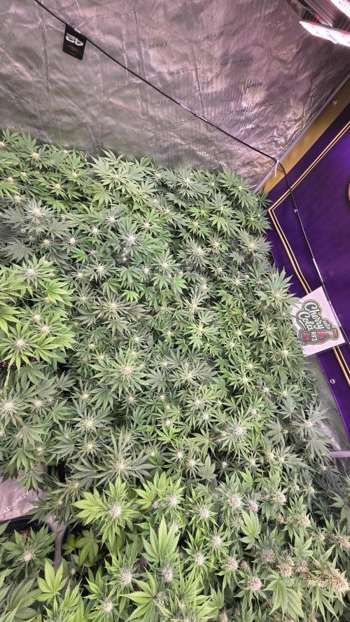 CherryColaAuto (RF3). Week 6