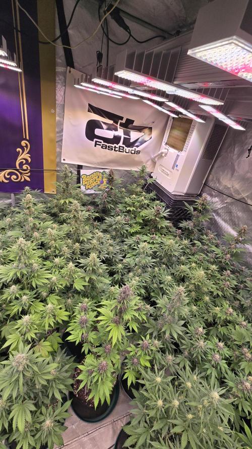 BananaPurplePunchAuto(RF3). Week 6