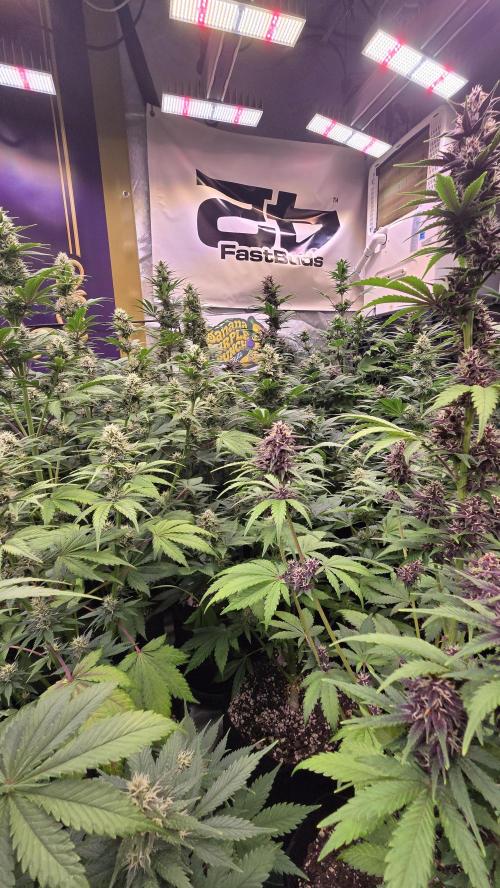 BananaPurplePunchAuto(RF3). Week 6