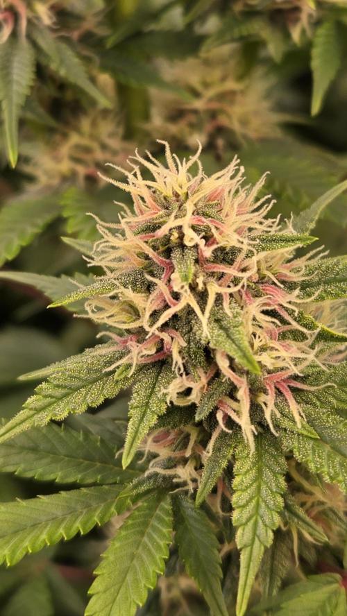 BananaPurplePunchAuto(RF3). Week 6