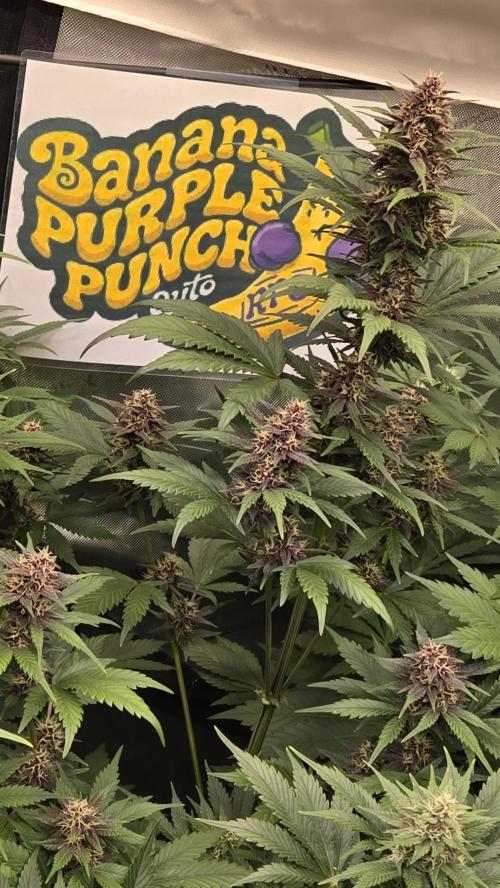 BananaPurplePunchAuto(RF3). Week 6
