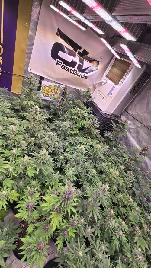 BananaPurplePunchAuto(RF3). Week 6