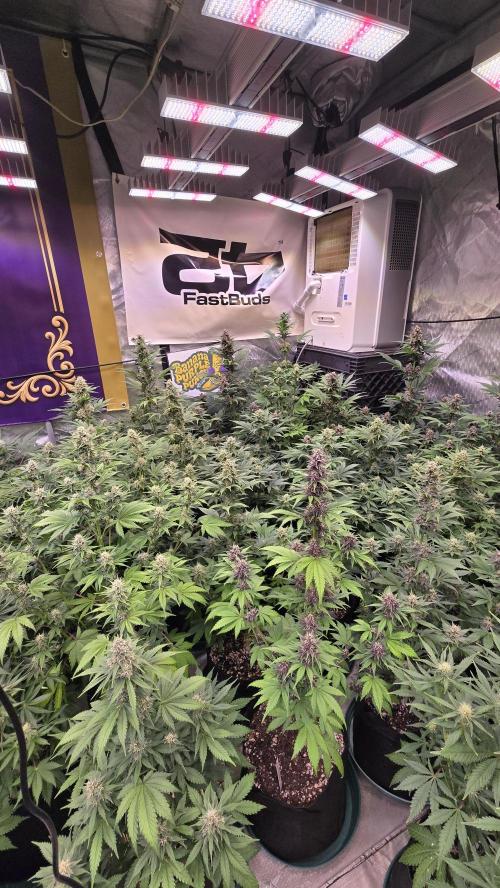 BananaPurplePunchAuto(RF3). Week 6