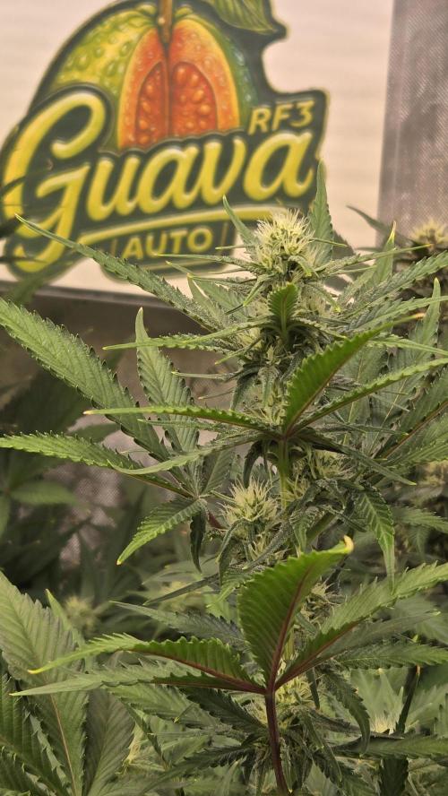 GuavaAuto(RF3). Week 6
