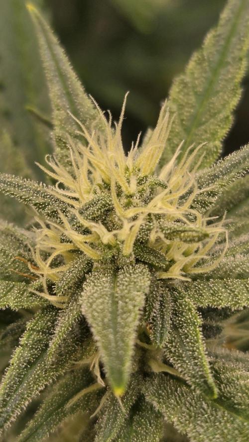 GuavaAuto(RF3). Week 6