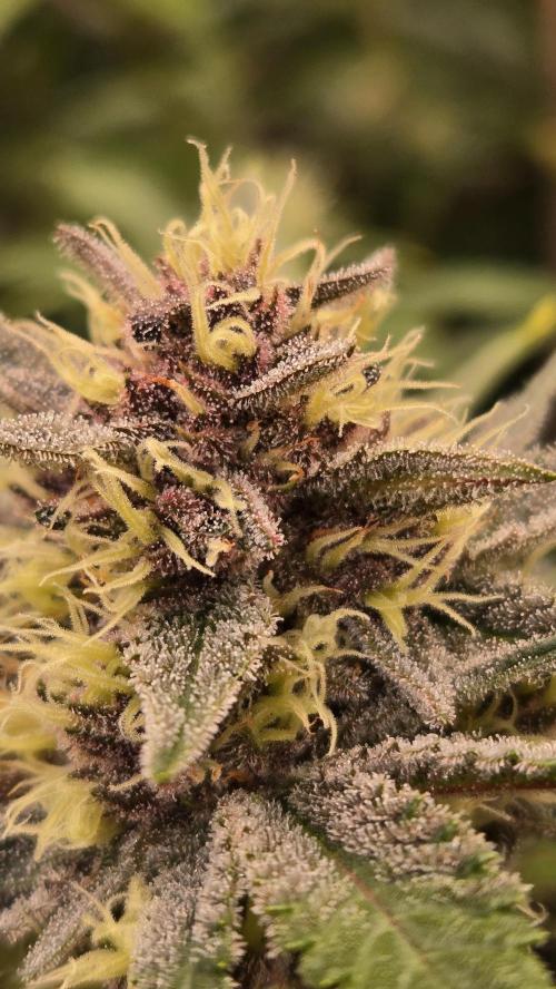 GuavaAuto(RF3). Week 6