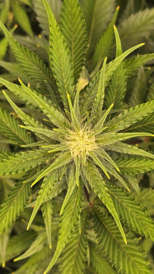 GuavaAuto(RF3). Week 6