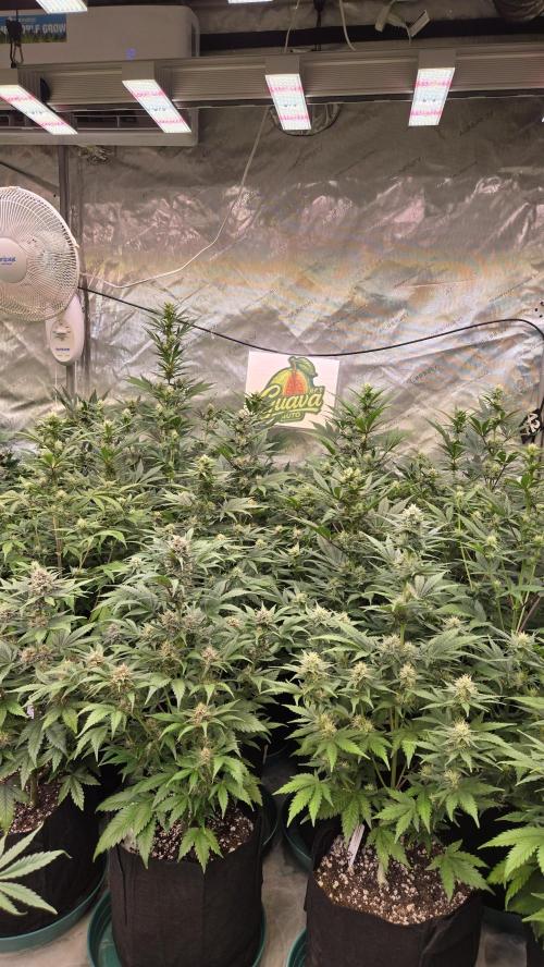 GuavaAuto(RF3). Week 6