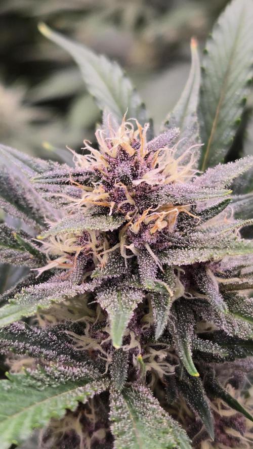 GuavaAuto(RF3). Week 6