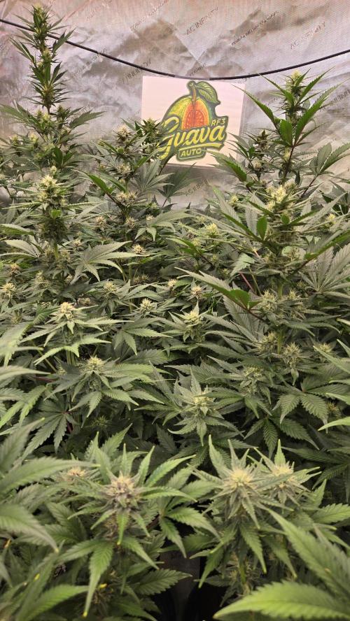 GuavaAuto(RF3). Week 6