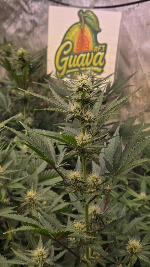 GuavaAuto(RF3). Week 6