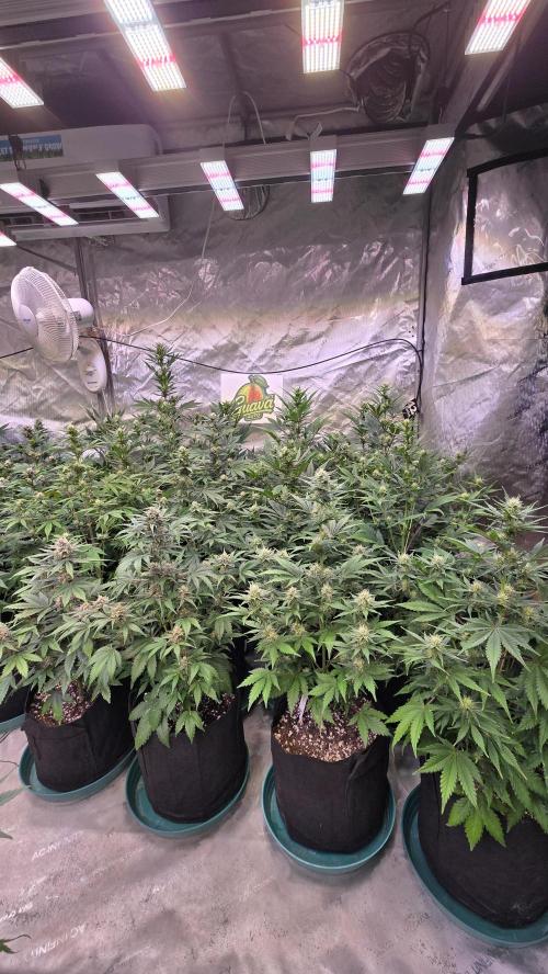 GuavaAuto(RF3). Week 6