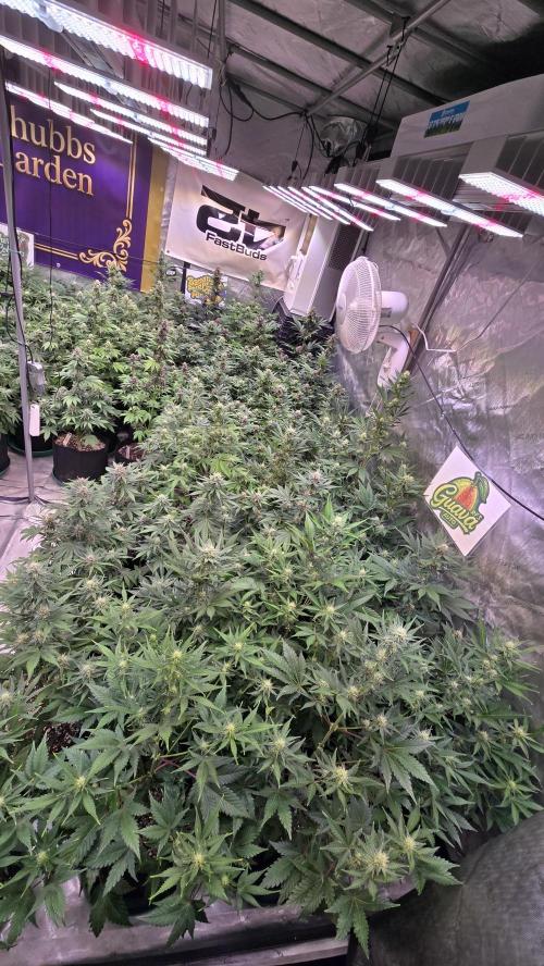 GuavaAuto(RF3). Week 6