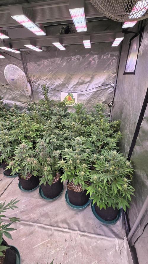 GuavaAuto(RF3). Week 6