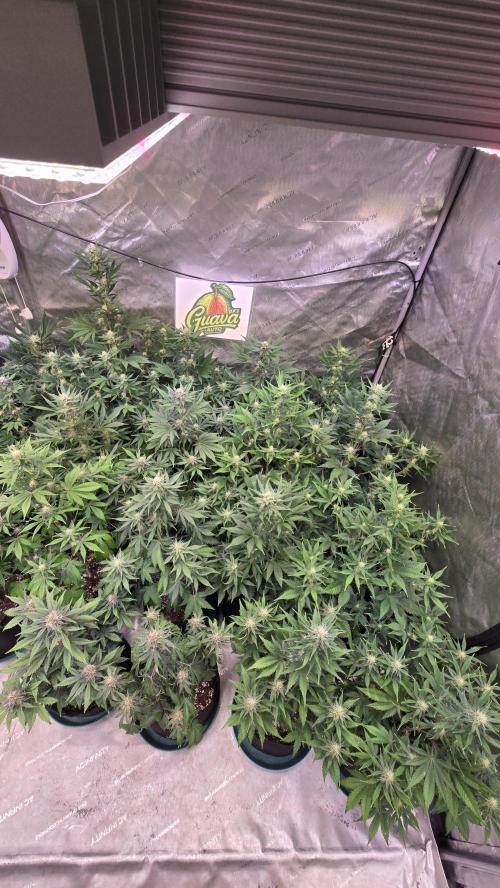 GuavaAuto(RF3). Week 6