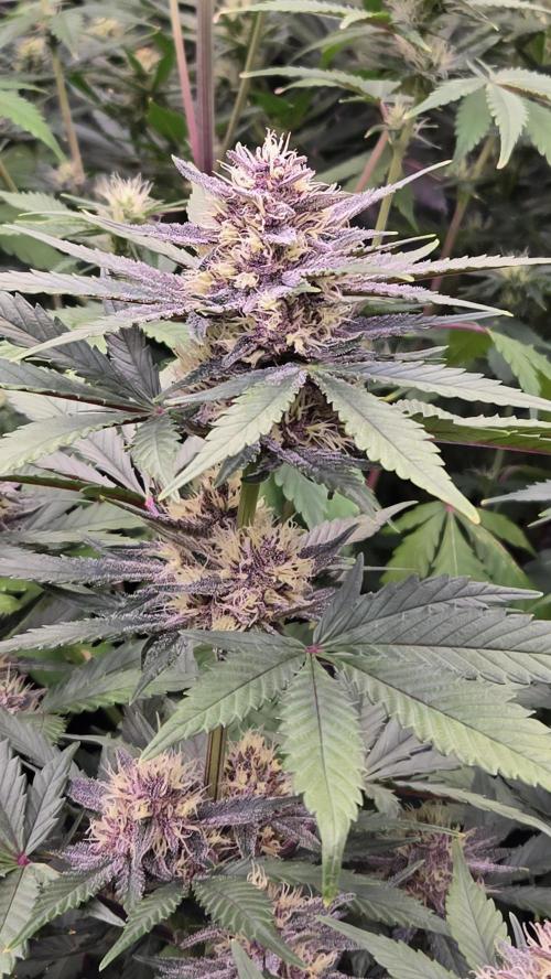 GuavaAuto(RF3). Week 6