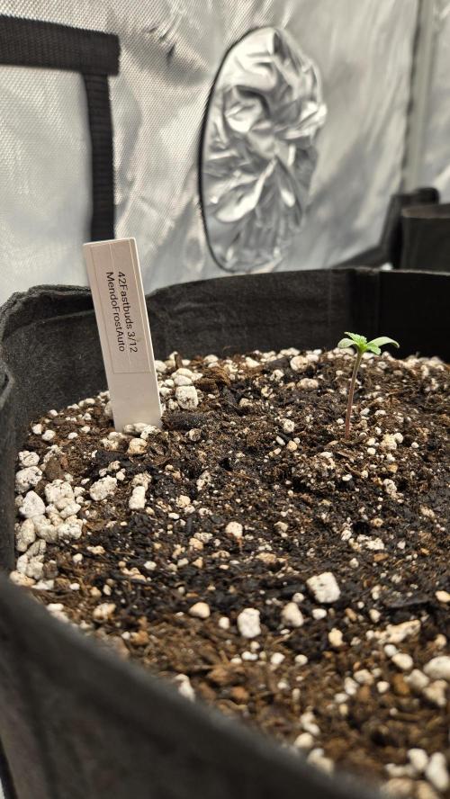 Mendo Frost Auto. Week 0