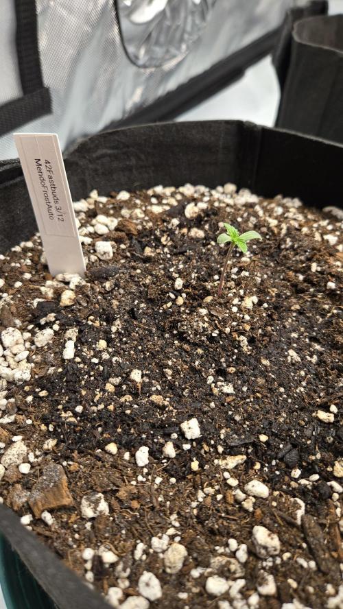Mendo Frost Auto. Week 0
