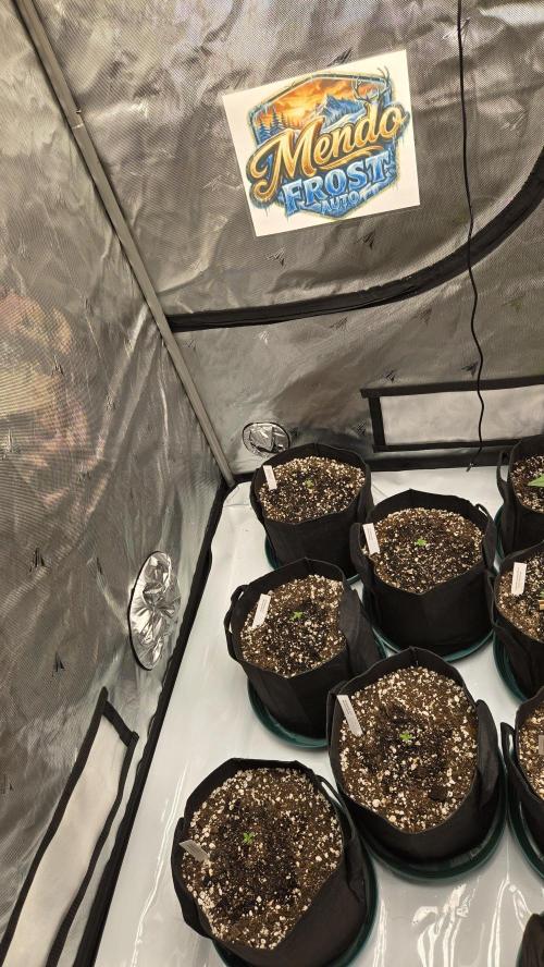 Mendo Frost Auto. Week 0