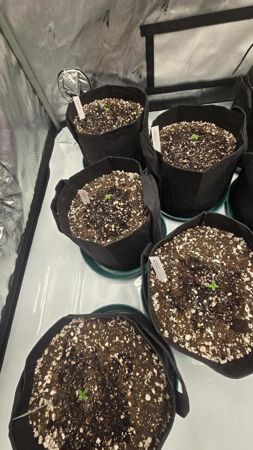 Mendo Frost Auto. Week 0