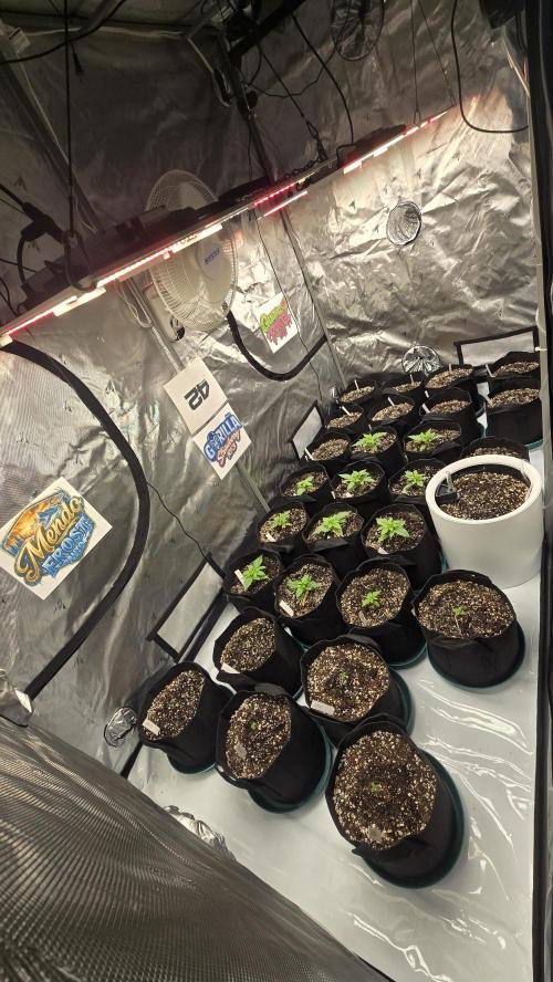 Mendo Frost Auto. Week 0