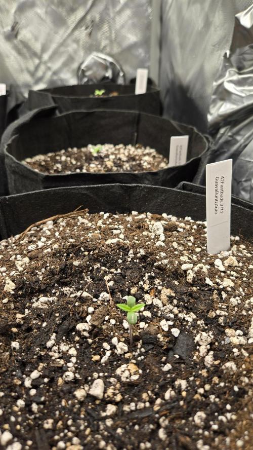 GuavaRuntzAuto. Week 0