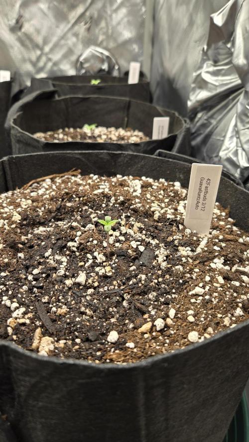 GuavaRuntzAuto. Week 0