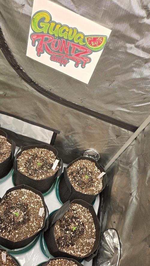 GuavaRuntzAuto. Week 0