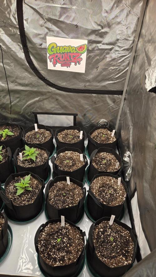 GuavaRuntzAuto. Week 0