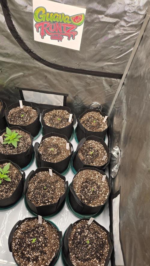 GuavaRuntzAuto. Week 0