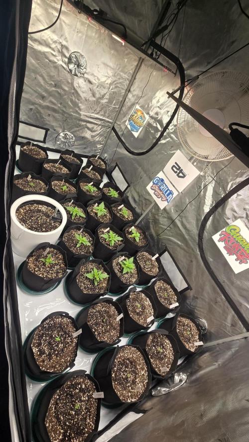 GuavaRuntzAuto. Week 0