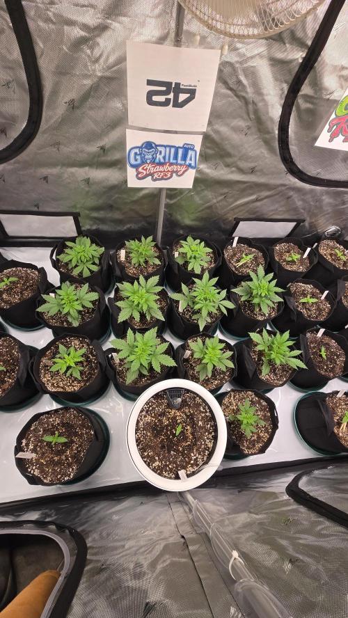 StrawberryGorillaAuto(RF3). Week 2