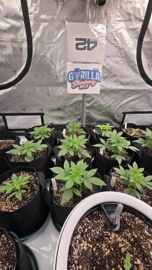 StrawberryGorillaAuto(RF3). Week 2