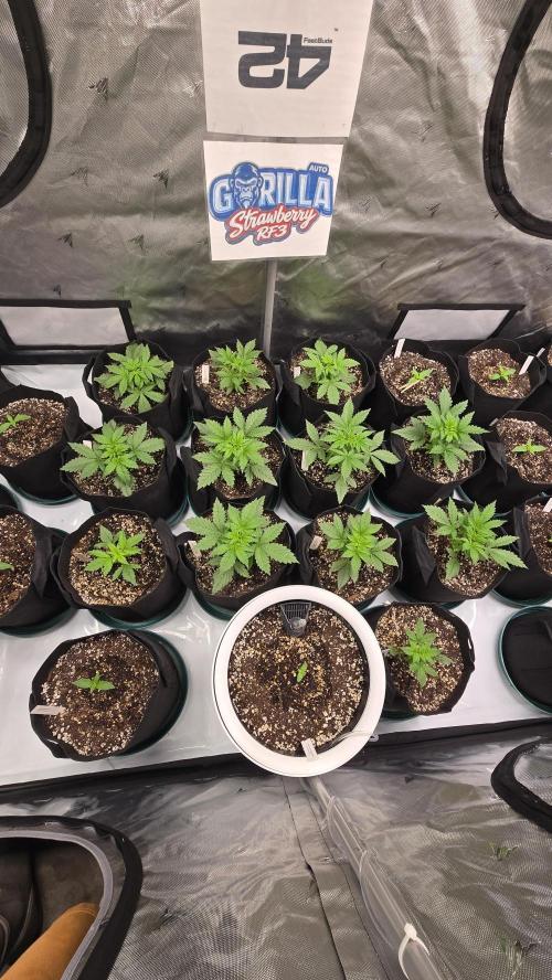 StrawberryGorillaAuto(RF3). Week 2