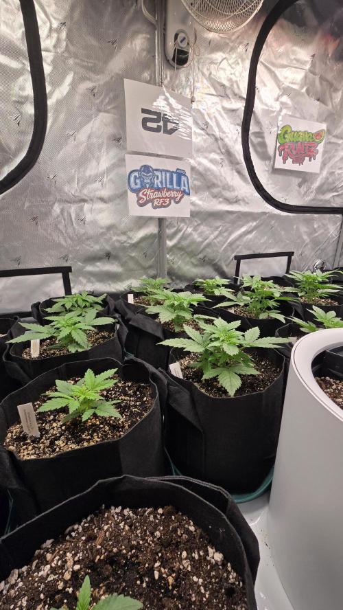 StrawberryGorillaAuto(RF3). Week 2