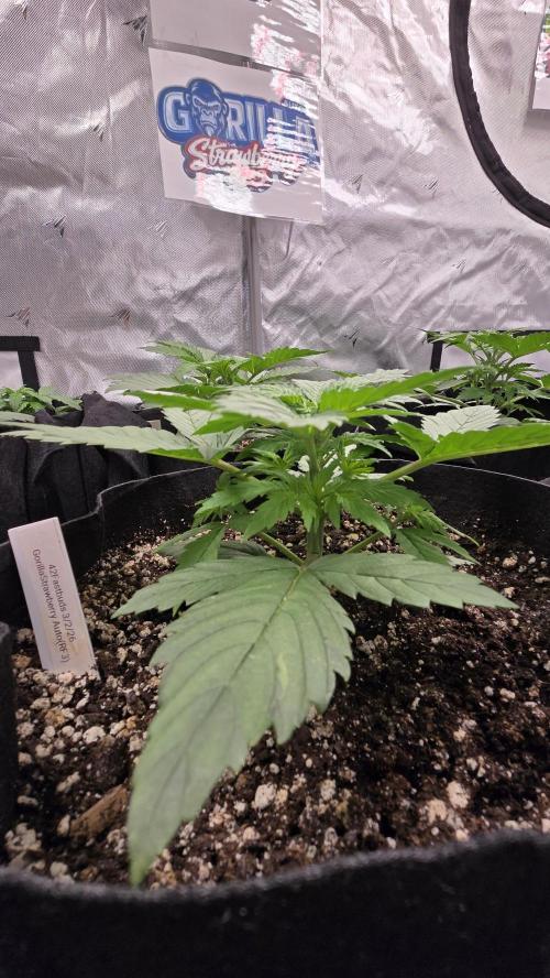 StrawberryGorillaAuto(RF3). Week 2