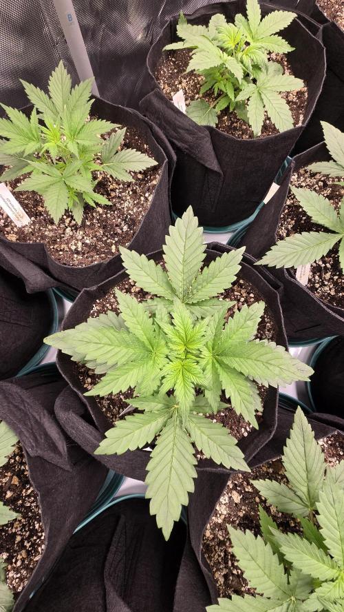 StrawberryGorillaAuto(RF3). Week 2