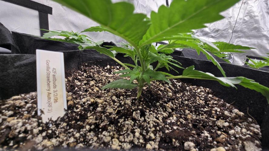 StrawberryGorillaAuto(RF3). Week 2