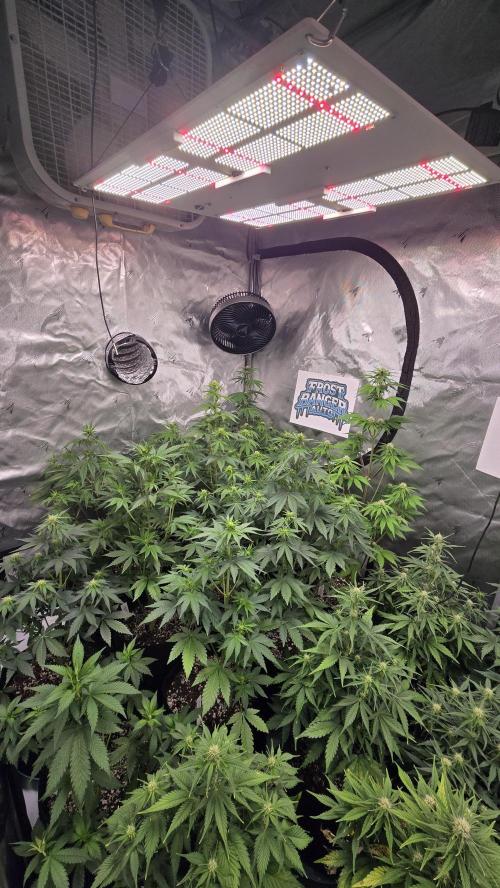 FrostBangerAuto. Week 5
