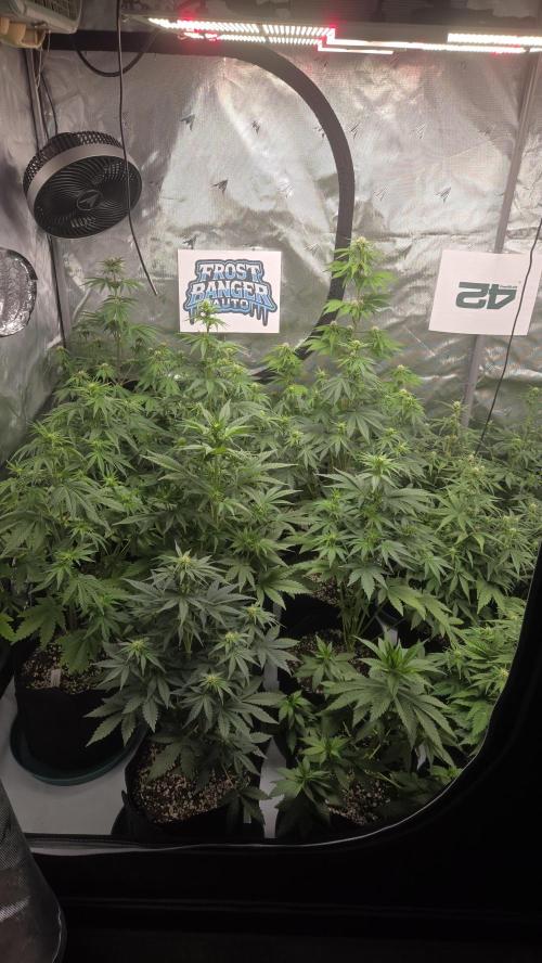 FrostBangerAuto. Week 5