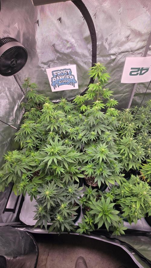 FrostBangerAuto. Week 5