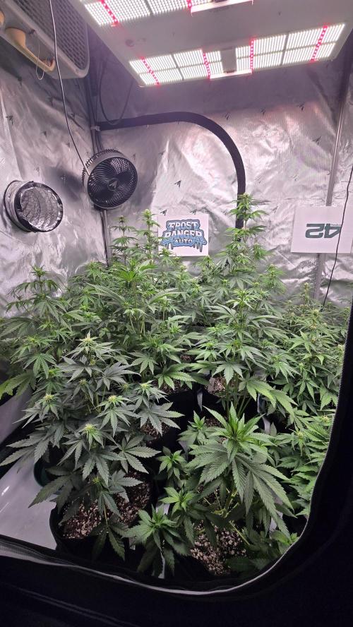 FrostBangerAuto. Week 5