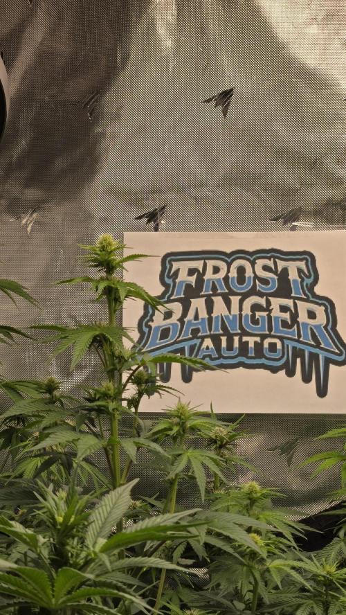 FrostBangerAuto. Week 5
